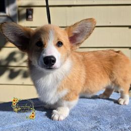Levi DM CLEAR - Red male Pembroke Welsh Corgi puppy in Idaho from Arrowleaf Corgis