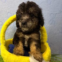 Sonic - Black male Poodle puppy in Palm Coast, Florida from Fiesta Pups