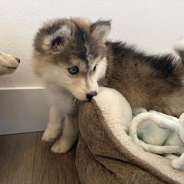 Pepe le pew - Tri-color male Pomsky puppy in Grandview, Washington from Alyssa’s Pomskies