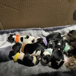 Biewer Terrier Puppies from Southern Star Biewers