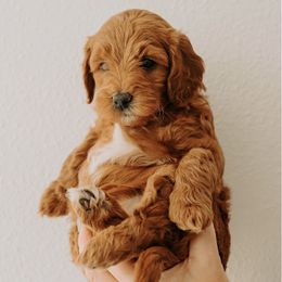 Goldendoodle Puppies from Patton Doodles