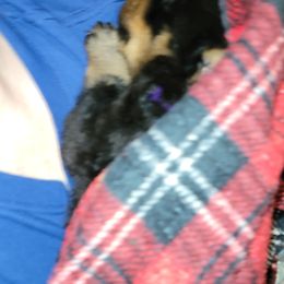 Rottweiler Puppies from Von Haus of Pearl