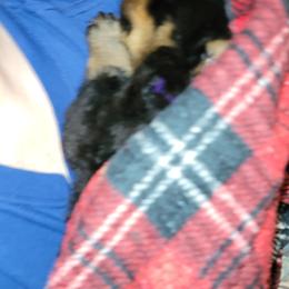 Rottweiler Puppies from Von Haus of Pearl