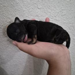 Nyx - Black female Poodle puppy in Chandler, Arizona from Fabi toy Poodle