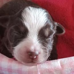 Boston Terriers and Miniature Australian Shepherds from Circle W Boston Terriers and Mini Aussies