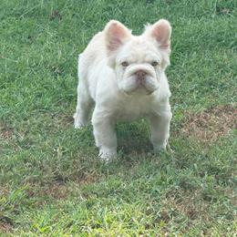 Snowy - Cream male French Bulldog puppy in Tulsa, Oklahoma from EvergreenEliteKennel