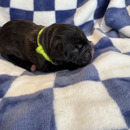 Brindle Sealed - Brindle male Boxer puppy in Perris, California from Ultra Paws Plus
