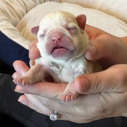 French Bulldog Puppies from 4T Ranch