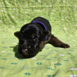 Azalea - Black and red female German Shepherd puppy in Los Lunas, New Mexico from Mali's German Shepherds LLC
