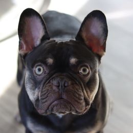 French Bulldog Puppies from Diamond Dog Frenchies