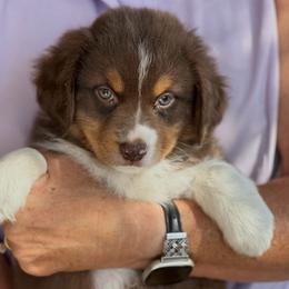 Miniature American Shepherd and Miniature Australian Shepherd Puppies from Karen Ross's Miniature American Shepherds