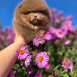 Pomeranian puppies from BP PUPS