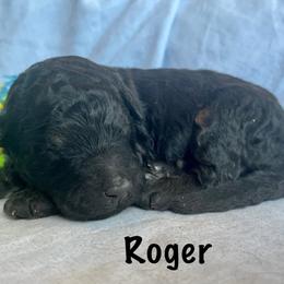 Boy 2 - Tri-color male Bernedoodle puppy in Spring Valley, Wisconsin from Filipiak Breeders