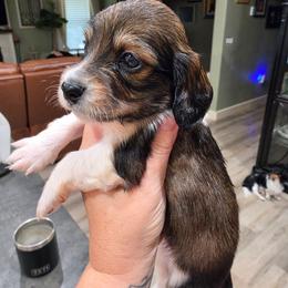Boy1 - Piebald male Dachshund puppy in Temple, Texas from Wiener Works Co.
