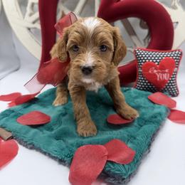 Purdey - Red female Cavapoo puppy in Central, Arizona from Desert Valley Doodles