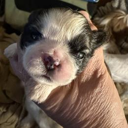 Girl 2 - Red and white female Shih Tzu puppy in Massachusetts from All That