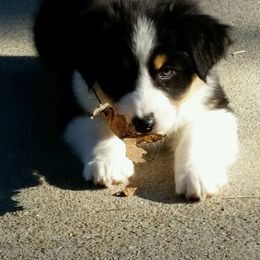 Australian Shepherd Puppies from Snowberry Point Aussies