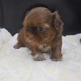 Auburn - Red male Shih Tzu puppy in Monterey, Tennessee from Mountain Laurel Shihtzu