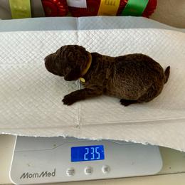 Yellow collar - Brown male Chesapeake Bay Retriever puppy in North Port, Florida from Whispering Oak Chesapeakes