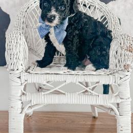 Domino - Black and white male Bernedoodle puppy in Otisville, Michigan from Danie’s Darling Doodles LLC