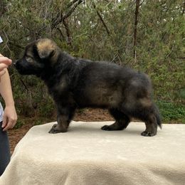German Shepherd and Miniature American Shepherd Puppies from Von Südwest German Shepherds and Mini American Shepherds