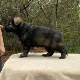 German Shepherd and Miniature American Shepherd Puppies from Von Südwest German Shepherds and Mini American Shepherds