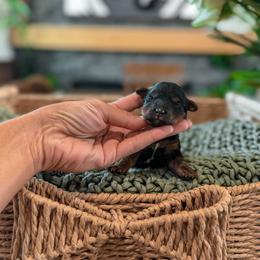 Girl 1 - Tri-color female Yorkipoo puppy in Hooper, Utah from Anchor Dogs