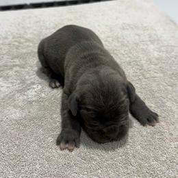 Female 1 - Gray brindle female Cane Corso puppy in Cashion, Oklahoma from APEXOK Cane Corsos LLC