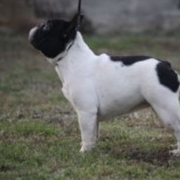 Khloe - French Bulldog
