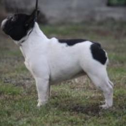 Khloe - French Bulldog