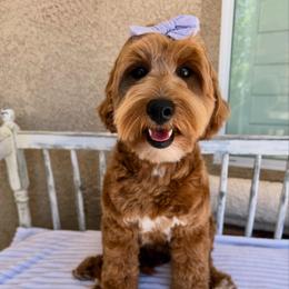 Daisy - Goldendoodle