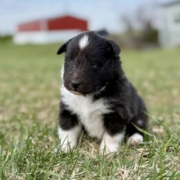 Purple - Black and white female Shetland Sheepdog puppy in Gaylord, Michigan from Lexy's Shetland Sheepdogs