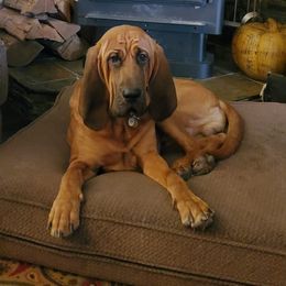 Woodford - Bloodhound