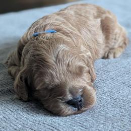Blue collar - Cream male Goldendoodle puppy in Connecticut from Valley View Doodles