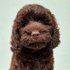March - Chocolate male Goldendoodle puppy in Afton, Oklahoma from C5 Doodles