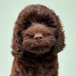 March - Chocolate male Goldendoodle puppy in Afton, Oklahoma from C5 Doodles