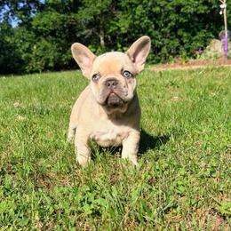 Max - Tricolors male French Bulldog puppy in Millstone Township, New Jersey from Couture_frenchies_and_pomeranian