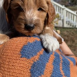 Jackson Browne - Apricot male Goldendoodle puppy in Idaho Springs, Colorado from Coppers Mountain Goldendoodles