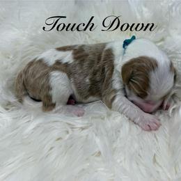 Touch down - Parti male Goldendoodle puppy in La Grange, Georgia from Heartfelt GoldenDoodles