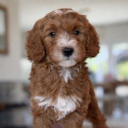Margie - red - Red  female Goldendoodle puppy in Yuciapa, California from AlltheDoodlez_