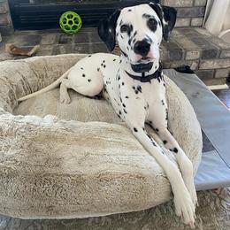 Dalmatian All Grown Up from Rosais Acres LLC