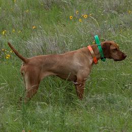 Frankie - Vizsla