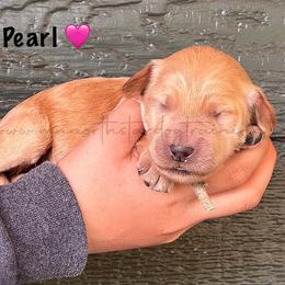 Pearl - Cream female Goldendoodle puppy in Lancaster, Minnesota from North Star Dog Training
