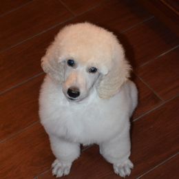 Poodle Puppies from D and D Standard Poodles