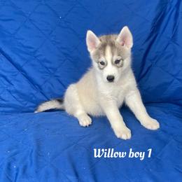 Willow boy 1 - Gray and white male Siberian Husky puppy in Ocala, Florida from Florida Husky Puppies