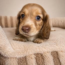 Brooke - Piebald female Dachshund puppy in Gold Canyon, Arizona from Silverking Kennels