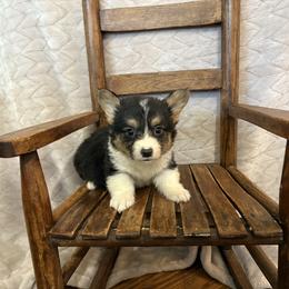 Full fluffy Easy - Black and white male American Corgi puppy in Decatur, Texas from Bar S Corgis