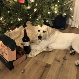 Labrador Retriever All Grown Up from Chateau St. John