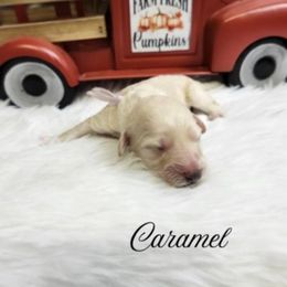 Caramel - Cream female Poodle puppy in Mancelona, Michigan from Lavender poodles & doodles