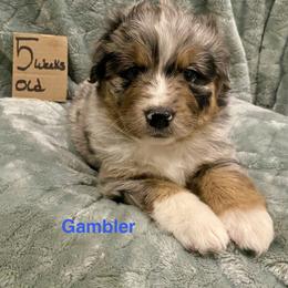 Gambler - Blue merle male Australian Shepherd puppy in Wisconsin Dells, Wisconsin from Nicara kennel